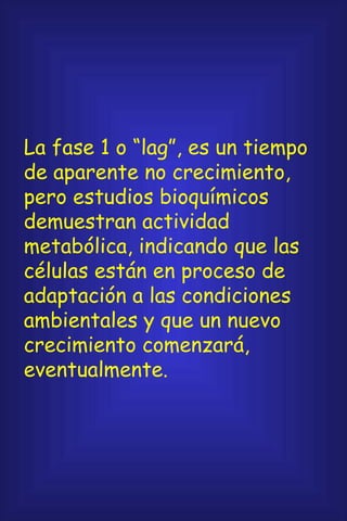 La fase 1 o “lag”, es un tiempo de aparente no crecimiento, pero estudios bioquímicos demuestran actividad metabólica, indicando que las células están en proceso de adaptación a las condiciones ambientales y que un nuevo crecimiento comenzará, eventualmente. 