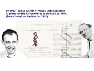 En 1953, James Watson y Francis Crick publicaron
el primer modelo estructural de la molécula de ADN,
(Premio Nobel de Medicina en 1962)
 