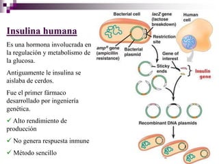 Insulina humana
Es una hormona involucrada en
la regulación y metabolismo de
la glucosa.
Antiguamente le insulina se
aislaba de cerdos.
Fue el primer fármaco
desarrollado por ingeniería
genética.
 Alto rendimiento de
producción
 No genera respuesta inmune
 Método sencillo
 