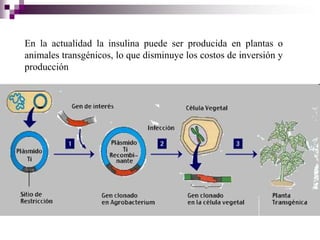 En la actualidad la insulina puede ser producida en plantas o
animales transgénicos, lo que disminuye los costos de inversión y
producción
 