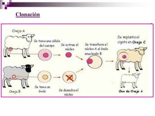 Clonación
 