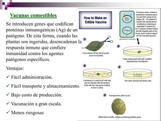 Vacunas comestibles
Se introducen genes que codifican
proteínas inmunogénicas (Ag) de un
patógeno. De esta forma, cuando las
plantas son ingeridas, desencadenan la
respuesta inmune que confiere
inmunidad contra los agentes
patógenos específicos.
Ventajas:
 Fácil administración.
 Fácil transporte y almacenamiento.
 Bajo costo de producción.
 Vacunación a gran escala.
 Menos riesgosas
 