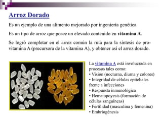 Arroz Dorado
Es un ejemplo de una alimento mejorado por ingeniería genética.
Es un tipo de arroz que posee un elevado contenido en vitamina A.
Se logró completar en el arroz común la ruta para la síntesis de pro-
vitamina A (precursora de la vitamina A), y obtener así el arroz dorado.


                                        La vitamina A está involucrada en
                                        procesos tales como:
                                        • Visión (nocturna, diurna y colores)
                                        • Integridad de células epiteliales
                                        frente a infecciones
                                        • Respuesta inmunológica
                                        • Hematopoyesis (formación de
                                        células sanguíneas)
                                        • Fertilidad (masculina y femenina)
                                        • Embriogénesis
 