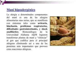 Maní hipoalergénico
La alergia a determinados componentes
del maní es una de las alergias
alimentarias mas serias, que se manifiesta
con síntomas tales como urticaria,
hinchazón, problemas respiratorios,
dificultades gastrointestinales, y shock
anafiláctico. Biotecnólogos       de la
Universidad Alabama A&M lograron
transformar plantas de maní y “silenciar”
al gen que codifica para el principal
alérgeno eliminando así a una de las
proteínas más importantes que provoca
estas reacciones alérgicas.
 