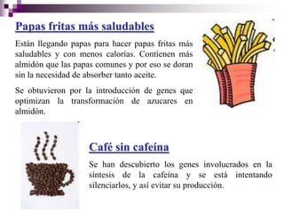 Papas fritas más saludables
Están llegando papas para hacer papas fritas más
saludables y con menos calorías. Contienen más
almidón que las papas comunes y por eso se doran
sin la necesidad de absorber tanto aceite.
Se obtuvieron por la introducción de genes que
optimizan la transformación de azucares en
almidón.



                   Café sin cafeína
                   Se han descubierto los genes involucrados en la
                   síntesis de la cafeína y se está intentando
                   silenciarlos, y así evitar su producción.
 