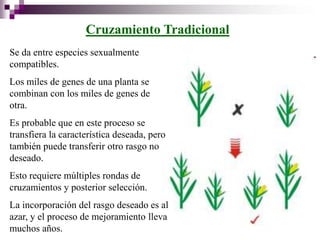 Cruzamiento Tradicional
Se da entre especies sexualmente
compatibles.
Los miles de genes de una planta se
combinan con los miles de genes de
otra.
Es probable que en este proceso se
transfiera la característica deseada, pero
también puede transferir otro rasgo no
deseado.
Esto requiere múltiples rondas de
cruzamientos y posterior selección.
La incorporación del rasgo deseado es al
azar, y el proceso de mejoramiento lleva
muchos años.
 