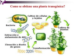 Como se obtiene una planta transgénica?
 