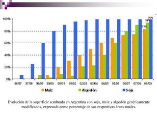 Evolución de la superficie sembrada en Argentina con soja, maíz y algodón genéticamente
        modificados, expresada como porcentaje de sus respectivas áreas totales.
 