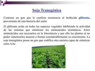 Soja Transgénica
Contiene un gen que le confiere resistencia al herbicida glifosato,
proveniente de una bacteria del suelo.
El glifosato actúa en todas las especies vegetales inhibiendo la actividad
de las enzimas que sintetizan los aminoácidos aromáticos. Estos
aminoácidos son necesarios en la fotosíntesis y por ello las plantas al no
poder sintetizarlos mueren o frenan considerablemente su crecimiento. La
soja transgénica posee un gen que codifica otra enzima capaz de sintetizar
estos AAc.
 
