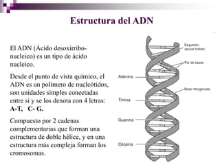 Estructura del ADN

El ADN (Ácido desoxirribo-
nucleico) es un tipo de ácido
nucleico.
Desde el punto de vista químico, el
ADN es un polímero de nucleótidos,
son unidades simples conectadas
entre si y se los denota con 4 letras:
A-T, C- G.
Compuesto por 2 cadenas
complementarias que forman una
estructura de doble hélice, y en una
estructura más compleja forman los
cromosomas.
 
