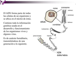 El ADN forma parte de todas
las células de un organismo y
se ubica en el núcleo de éstas.
Contiene toda la información
genética usada en el
desarrollo y funcionamiento
de los organismos vivos y
algunos virus.
Es de carácter hereditario,
transmitiéndose de una
generación a la siguiente.
 