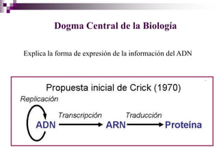 Dogma Central de la Biología

Explica la forma de expresión de la información del ADN
 
