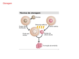 Clonagem
 