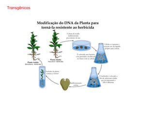 Transgênicos
 