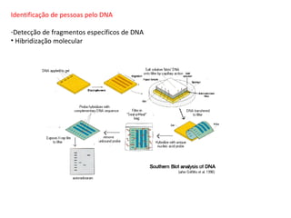 Identificação de pessoas pelo DNA

-Detecção de fragmentos específicos de DNA
• Hibridização molecular
 