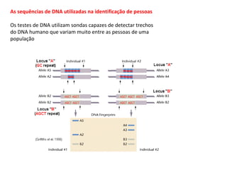 As sequências de DNA utilizadas na identificação de pessoas

Os testes de DNA utilizam sondas capazes de detectar trechos
do DNA humano que variam muito entre as pessoas de uma
população
 