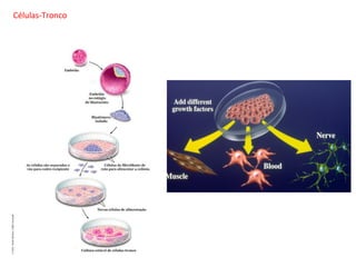 Células-Tronco
 