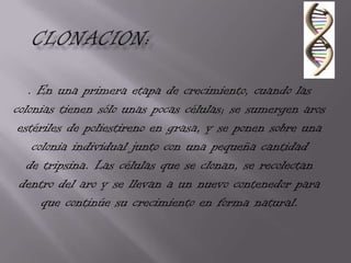 . En una primera etapa de crecimiento, cuando las
colonias tienen sólo unas pocas células; se sumergen aros
 estériles de poliestireno en grasa, y se ponen sobre una
    colonia individual junto con una pequeña cantidad
   de tripsina. Las células que se clonan, se recolectan
 dentro del aro y se llevan a un nuevo contenedor para
      que continúe su crecimiento en forma natural.
 