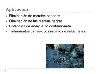 Aplicación
 Eliminación de metales pesados.
 Eliminación de las mareas negras.
 Obtención de energía no contaminante.
 Tratamientos de residuos urbanos e industriales.
 