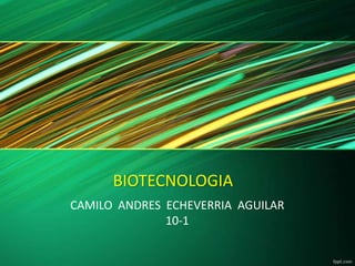 BIOTECNOLOGIA
CAMILO ANDRES ECHEVERRIA AGUILAR
10-1

 