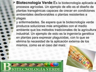  Biotecnología Verde:Es la biotecnología aplicada a

procesos agrícolas. Un ejemplo de ello es el diseño de
plantas transgénicas capaces de crecer en condiciones
ambientales desfavorables o plantas resistentes a
plagas
y enfermedades. Se espera que la biotecnología verde
produzca soluciones más amigables con el medio
ambiente que los métodos tradicionales de la agricultura
industrial. Un ejemplo de esto es la ingeniería genética
en plantas para expresar plaguicidas, con lo que se
elimina la necesidad de la aplicación externa de los
mismos, como es el caso del maíz.

 