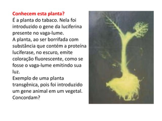 Conhecem esta planta?
É a planta do tabaco. Nela foi
introduzido o gene da luciferina
presente no vaga-lume.
A planta, ao ser borrifada com
substância que contém a proteína
luciferase, no escuro, emite
coloração fluorescente, como se
fosse o vaga-lume emitindo sua
luz.
Exemplo de uma planta
transgênica, pois foi introduzido
um gene animal em um vegetal.
Concordam?
 