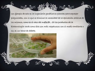 Un ejemplo de esto es la ingeniería genética en plantas para expresar 
plaguicidas, con lo que se elimina la necesidad de la aplicación externa de 
los mismos, como es el caso del maíz Bt.. Si los productos de la 
biotecnología verde como éste son más respetuosos con el medio ambiente o 
no, es un tema de debate. 
 