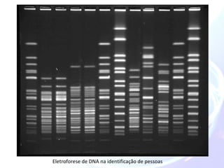Eletroforese de DNA na identificação de pessoas 
 