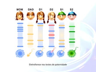 Eletroforese nos testes de paternidade 
 