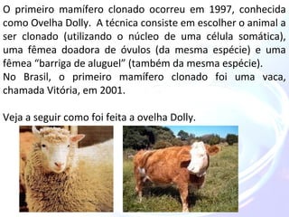 O primeiro mamífero clonado ocorreu em 1997, conhecida 
como Ovelha Dolly. A técnica consiste em escolher o animal a 
ser clonado (utilizando o núcleo de uma célula somática), 
uma fêmea doadora de óvulos (da mesma espécie) e uma 
fêmea “barriga de aluguel” (também da mesma espécie). 
No Brasil, o primeiro mamífero clonado foi uma vaca, 
chamada Vitória, em 2001. 
Veja a seguir como foi feita a ovelha Dolly. 
 