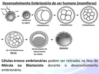 Desenvolvimento Embrionário do ser humano (mamíferos) 
Células-tronco embrionárias podem ser retiradas na fase de 
Mórula ou Blastocisto durante o desenvolvimento 
embrionário. 
 
