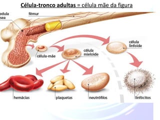 Célula-tronco adultas = célula mãe da figura 
 