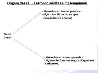 Origem das células-tronco adultas e mesenquimais 
 
