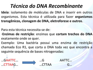 Técnica do DNA Recombinante 
Ideia: isolamento de moléculas de DNA e inserir em outros 
organismos. Esta técnica é utilizada para fazer organismos 
transgênicos, clonagem de DNA, eletroforese e outros. 
Para esta técnica necessita-se de: 
-Enzimas de restrição: enzimas que cortam trechos do DNA 
exatamente onde se quer. 
Exemplo: Uma bactéria possui uma enzima de restrição 
chamada Eco R1, que corta o DNA toda vez que encontra a 
seguinte sequência de bases nitrogenadas: 
…GAATTC… …G AATTC… 
…CTTAAG… …CTTAA G… 
 
