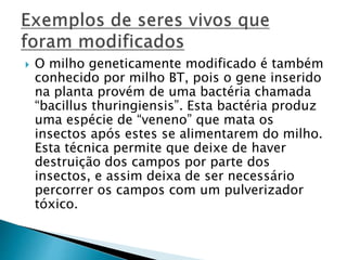  O milho geneticamente modificado é também 
conhecido por milho BT, pois o gene inserido 
na planta provém de uma bactéria chamada 
“bacillus thuringiensis”. Esta bactéria produz 
uma espécie de “veneno” que mata os 
insectos após estes se alimentarem do milho. 
Esta técnica permite que deixe de haver 
destruição dos campos por parte dos 
insectos, e assim deixa de ser necessário 
percorrer os campos com um pulverizador 
tóxico. 
 