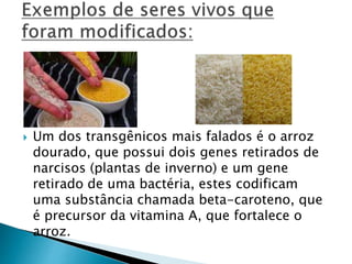  Um dos transgênicos mais falados é o arroz 
dourado, que possui dois genes retirados de 
narcisos (plantas de inverno) e um gene 
retirado de uma bactéria, estes codificam 
uma substância chamada beta-caroteno, que 
é precursor da vitamina A, que fortalece o 
arroz. 
 