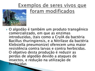  O algodão é também um produto transgênico 
comercializado, em que as enzimas 
introduzidas, (tais como a CrylA da bactéria 
Bacillus thuringiensis, e a Nitrilase da bactéria 
Klebsiella pneumonize) oferecem uma maior 
resistência contra larvas e contra herbicidas. 
O objetivo desta produção é reduzir as 
perdas de algodão devido a ataques de 
insectos, e redução na utilização de 
herbicidas 
 