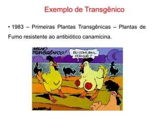 Exemplo de Transgênico 
• 1983 – Primeiras Plantas Transgênicas – Plantas de 
Fumo resistente ao antibiótico canamicina. 
 