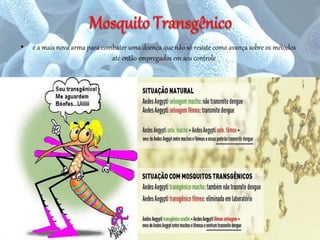 • é a mais nova arma para combater uma doença que não só resiste como avança sobre os métodos
até então empregados em seu controle
16
 