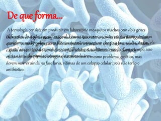 17
De que forma...
A tecnologia consiste em produzir em laboratório mosquitos machos com dois genes
diferentes do Aedes aegypti original. Fêmeas que vivem na natureza e cruzam com esses
espécimes modificados geram filhotes que não conseguem chegar à fase adulta. Assim, ela
"gasta" seu potencial reprodutivo com filhotes que acabam morrendo. Com o tempo, isso
afeta o total da população numa determinada área.
Os machos com genes modificados nascem no laboratório com as células desreguladas,
que são “curadas” graças ao uso do antibiótico tetraciclina, que funciona como antídoto
e ajuda no seu desenvolvimento até a fase adulta. Seus filhotes, concebidos após
cruzamento com fêmeas selvagens, nascerão com o mesmo problema genético, mas
devem morrer ainda na fase larva, vítimas de um colapso celular, pois não terão o
antibiótico.
 