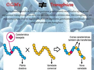 6
Normalmente quando se fala em Organismos geneticamente modificados refere-se aos
organismos transgênicos, mas estes não são exatamente a mesma coisa. Um transgênico é um
organismo geneticamente modificado, mas um organismo geneticamente modificado não é
obrigatoriamente um transgênico.
 