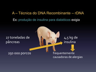 A – Técnica do DNA Recombinante – rDNA
Ex: produção de insulina para diabéticos exigia
27 toneladas de
pâncreas
4,5 kg de
insulina
250 000 porcos frequentemente
causadoras de alergias
 