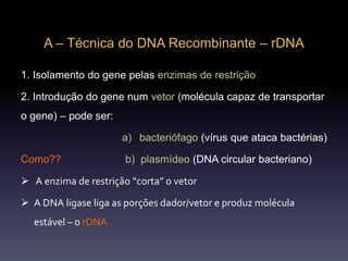 A – Técnica do DNA Recombinante – rDNA
1. Isolamento do gene pelas enzimas de restrição
2. Introdução do gene num vetor (molécula capaz de transportar
o gene) – pode ser:
a) bacteriófago (vírus que ataca bactérias)
Como?? b) plasmídeo (DNA circular bacteriano)
 A enzima de restrição “corta” o vetor
 A DNA ligase liga as porções dador/vetor e produz molécula
estável – o rDNA
 