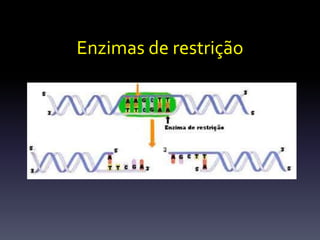 Enzimas de restrição
 