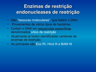 Enzimas de restriçãoEnzimas de restrição
endonucleases de restriçãoendonucleases de restrição
• São “tesouras moleculares” que fatiam o DNA;
• Provenientes de vários tipos de bactérias;
• Cortam o DNA em sequencias específicas
denominados sítios de restrição;
• Atualmente já foram identificadas centenas de
enzimas de restrição;
• As principais são Eco RI, Hind III e BAM HI.
 