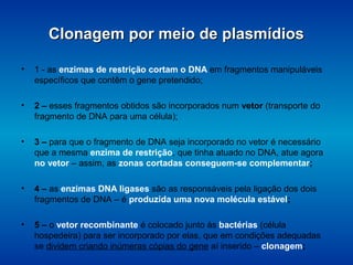 Clonagem por meio de plasmídiosClonagem por meio de plasmídios
• 1 - as enzimas de restrição cortam o DNA em fragmentos manipuláveis
específicos que contêm o gene pretendido;
• 2 – esses fragmentos obtidos são incorporados num vetor (transporte do
fragmento de DNA para uma célula);
• 3 – para que o fragmento de DNA seja incorporado no vetor é necessário
que a mesma enzima de restrição, que tinha atuado no DNA, atue agora
no vetor – assim, as zonas cortadas conseguem-se complementar;
• 4 – as enzimas DNA ligases são as responsáveis pela ligação dos dois
fragmentos de DNA – é produzida uma nova molécula estável;
• 5 – o vetor recombinante é colocado junto às bactérias (célula
hospedeira) para ser incorporado por elas, que em condições adequadas
se dividem criando inúmeras cópias do gene aí inserido – clonagem;
 