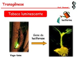 Gene da
luciferase
luciferina
Vaga-lume
Tabaco luminescente
Transgênese
Prof. Emanuel
 