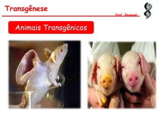 Animais Transgênicos
Transgênese
Prof. Emanuel
 