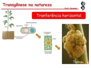 Tumor
Transgênese na natureza
Prof. Emanuel
Tranferência horizontal
 