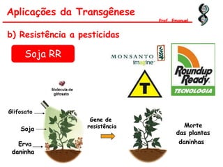 b) Resistência a pesticidas
Aplicações da Transgênese
Prof. Emanuel
Glifosato
Erva
daninha
Soja
Morte
das plantas
Gene de
resistência
daninhas
Soja RR
 